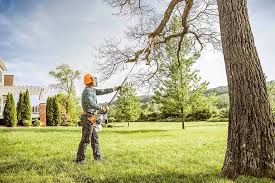 Best Tree Cabling and Bracing  in Marianne, PA