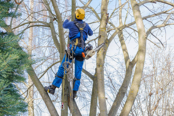 Best Seasonal Cleanup  in Marianne, PA